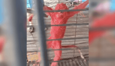 VIDEO: Hombre Presuntamente Pinta Mono de Rojo—Te Decimos Cómo Podría Haber Firmado la Sentencia de Muerte del Primate
