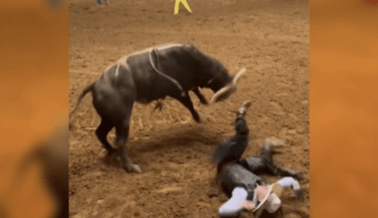 Rodeo: Hijo Provoca al Toro Para que se Defienda y el Padre se ve Obligado a Intervenir (Video)