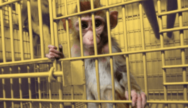 Cómo Usó PETA la Ley de Libertad de Información para Exponer los Experimentos de “Terror en Monos” y Más