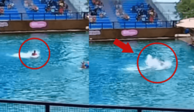 Miami Seaquarium Expuesto una vez más: Delfín Ataca a Entrenador en Video Viral