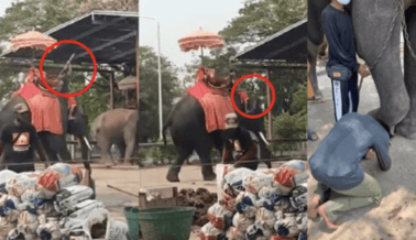 VIDEO: Elefante Obligado a Pasear Turistas Padece Violentas Palizas en Atracción Turística Tailandesa