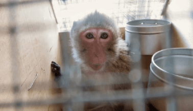 ¡De Último Momento! Acusaciones Federales de Presuntos Contrabandistas de Monos Tras Advertencias de PETA