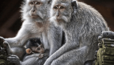 ¿Qué Es la Viruela del Mono? Y Respuestas a Otras Preguntas Importantes