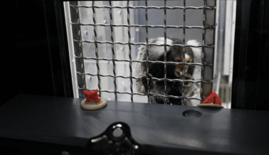 PETA Pide que se Investigue Después de que UMass No Informara a los Federales el Escape de un Tití
