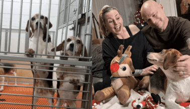 VIDEO: Es la Primera Navidad Feliz de la Beagle Mabel Tras ser Liberada de una Fábrica que Criaba Perros para Experimentación