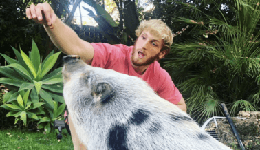 Nunca Confíes en los Criadores de Animales: La Cerda de Logan Paul es otro Recordatorio