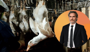 Joaquin Phoenix Narra Nuevo Video de PETA que Expone al ‘Plumón Responsable’