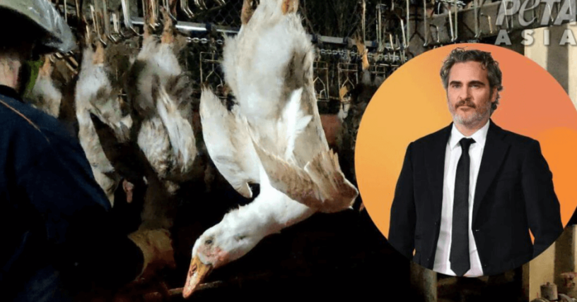 Joaquin Phoenix Narra Nuevo Video de PETA que Expone al ‘Plumón Responsable’