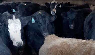 Video de PETA Revela el Sufrimiento de las Vacas Antes de Ser Asesinadas en J.W. Treuth & Sons