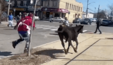 Esta Vaca que Escapó de un Matadero de Brooklyn Vivirá en Paz en un Santuario