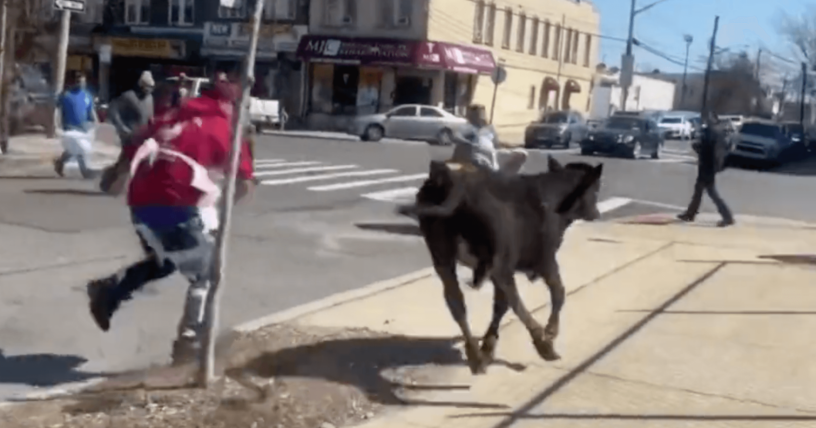 Esta Vaca que Escapó de un Matadero de Brooklyn Vivirá en Paz en un Santuario
