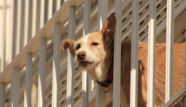 Por qué los balcones son muy peligrosos para los perros