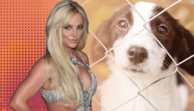Gimme More Compasión: Britney Spears compra otro perro