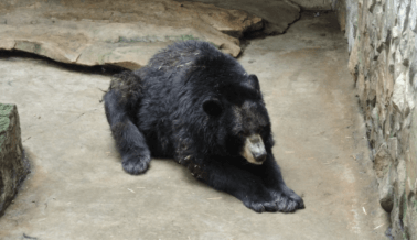 Un oso y un puma pasaron sus últimos días languideciendo en Pymatuning Deer Park: ¡los animales que aún están atrapados allí necesitan TU ayuda!