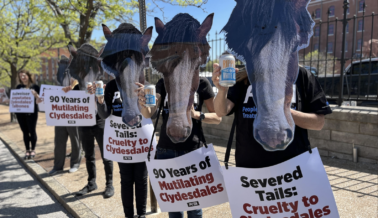 ¡Victoria de PETA! Budweiser acuerda dejar de amputar el coxis de los Clydesdale