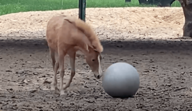 Video: Potro de yegua rescatada se vuelve prodigio del fútbol: ¡mira su impresionante destreza con el balón!