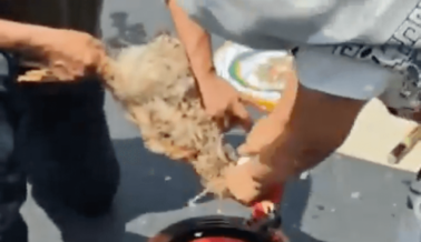 Tras la matanza de una gallina en el Senado de México, PETA Latino protesta