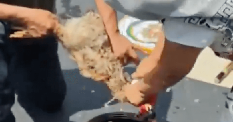 Tras la matanza de una gallina en el Senado de México, PETA Latino protesta