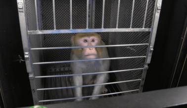 PETA Interpone Demanda: los NIH y el NIMH Deben Dejar de Mutilar, Atormentar y Aterrar a Animales