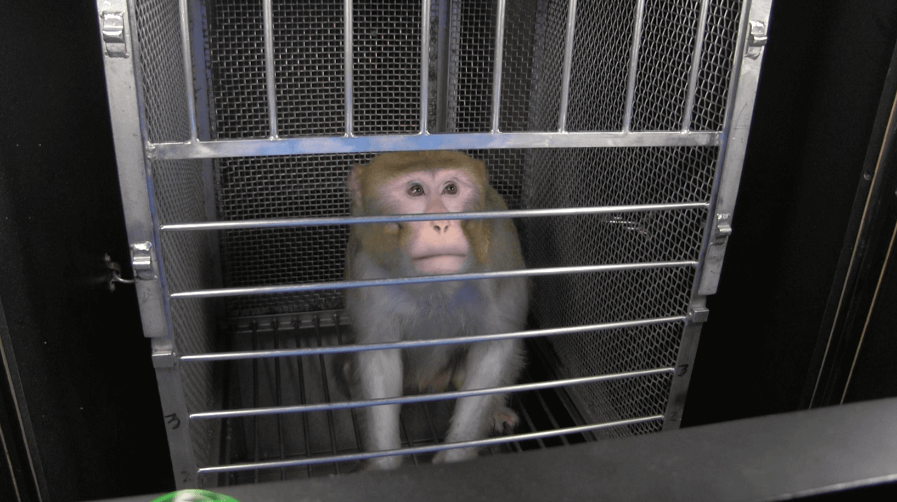Mono enjaulado en laboratorio