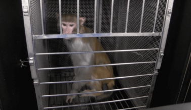 Enjaulado, Abierto y Traumatizado: él es Nick Nack, un Mono Encerrado en los NIH