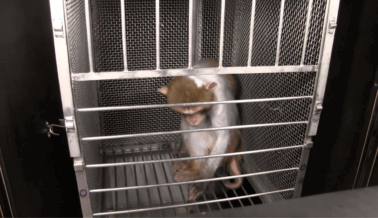 La tortura de animales por parte del NIMH les falla a todos La tortura de animales por parte del NIMH les falla a todos