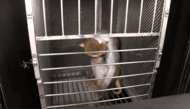 La tortura de animales por parte del NIMH les falla a todos