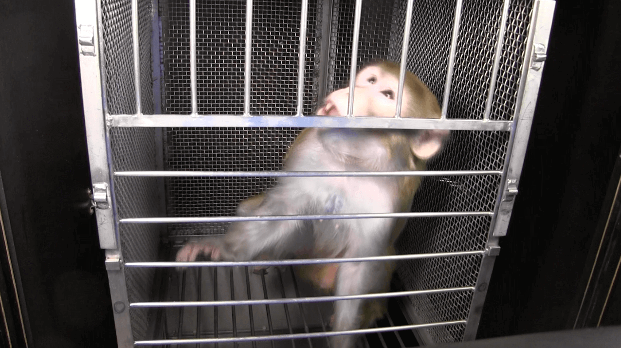 Mono enjaulado en laboratorio