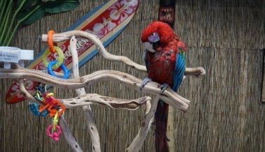 SeaQuest, Famoso por Explotar Animales, Busca Abrir Más Exhibiciones SeaQuest, Famoso por Explotar Animales, Busca Abrir Más Exhibiciones