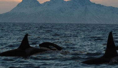 7 Datos Fascinantes Sobre Las Orcas Las Orcas Que Te Sorprenderán