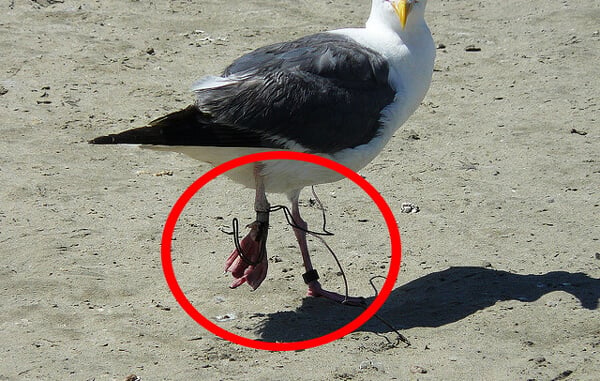 Seagull trapped