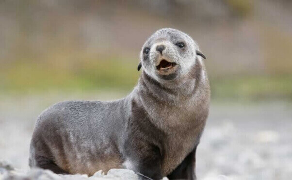 Seal pup