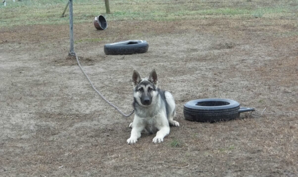 Sergeant-Before-602x359