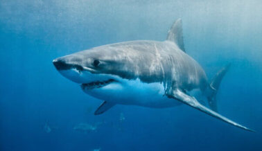 Gran tiburón blanco muere después de estar solo tres días en un acuario