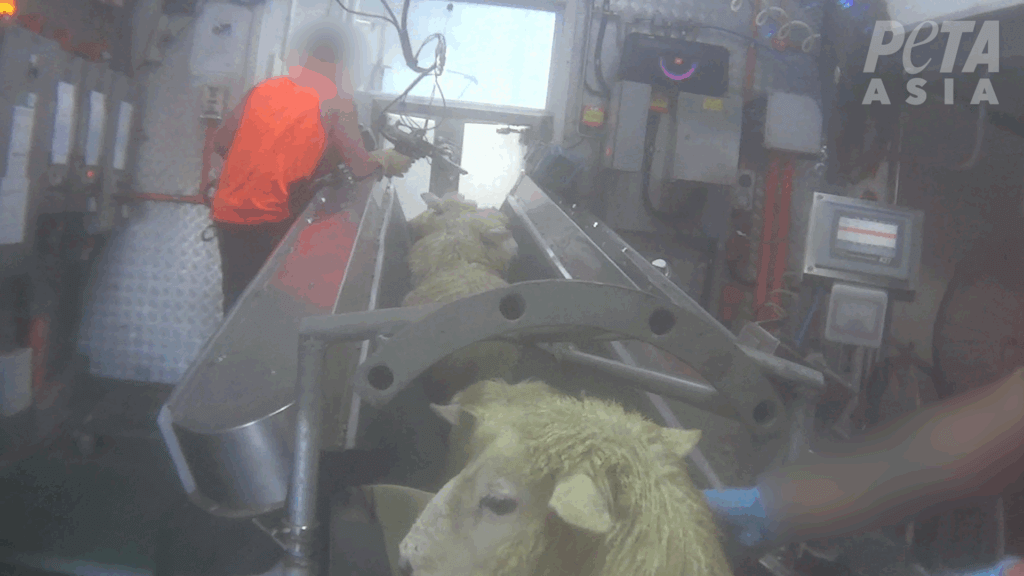 sheep on a slaughter line