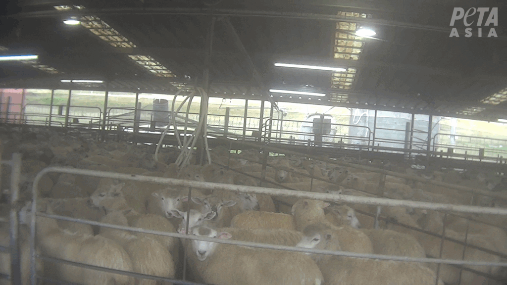 sheep in a stockyard