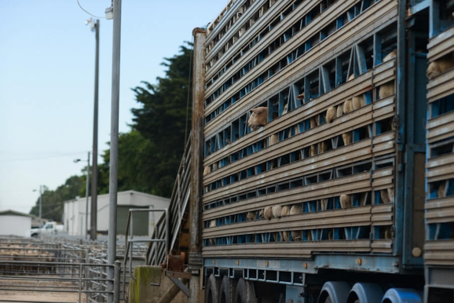 Sheep-on-Transport-Truck-e1425575419582