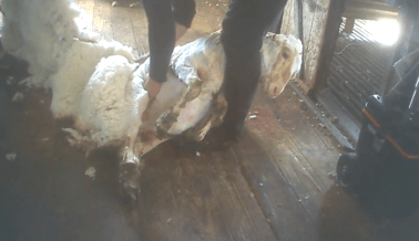 Impactante Exposé de PETA: Trabajador Corta a Oveja Embarazada y Limpia la Sangre del Piso con su Lana