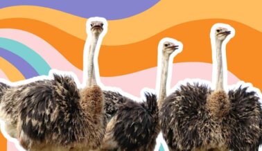 Moda con compasión: SHEIN prohíbe las pieles de animales silvestres y las plumas “exóticas”