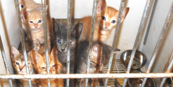 Shelter-kittens