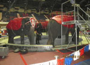 Estos países de América Latina están ayudando a los animales en los circos