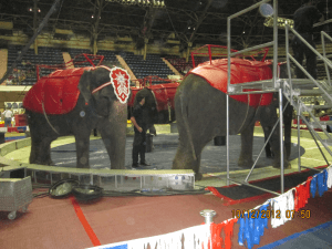 Paseos en elefante en Shrine Circus.