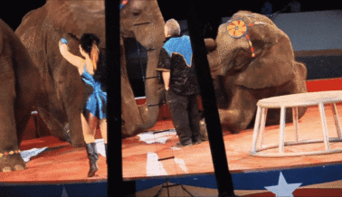 ¡Victoria para los Elefantes! Moolah Shrine Circus Pone Fin a sus Actos con Elefantes