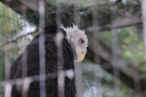Sick-stressed-eagle-in-zoo