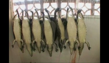 Al Descubierto: Cocodrilos y Caimanes Asesinados Para Hacer Bolsos y Correas de Relojes Al Descubierto: Cocodrilos y Caimanes Asesinados Para Hacer Bolsos y Correas de Relojes
