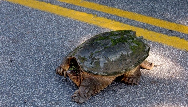 Snapping-Turtle-on-the-Road