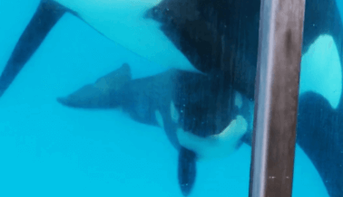 Kyara, hija de Takara y la última orca en nacer en SeaWorld, ha muerto