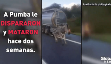 VIDEO: Cebra Usada por un Circo Escapa y es Asesinada a Tiros