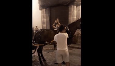 Calles Insensibles: La Industria de los Paseos en Carruaje es Mala Noticia Para los Caballos