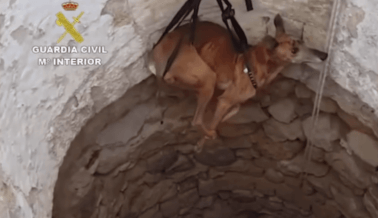 Cazadores Arrojan Perros a Pozos, los Atan a Vías del Ferrocarril